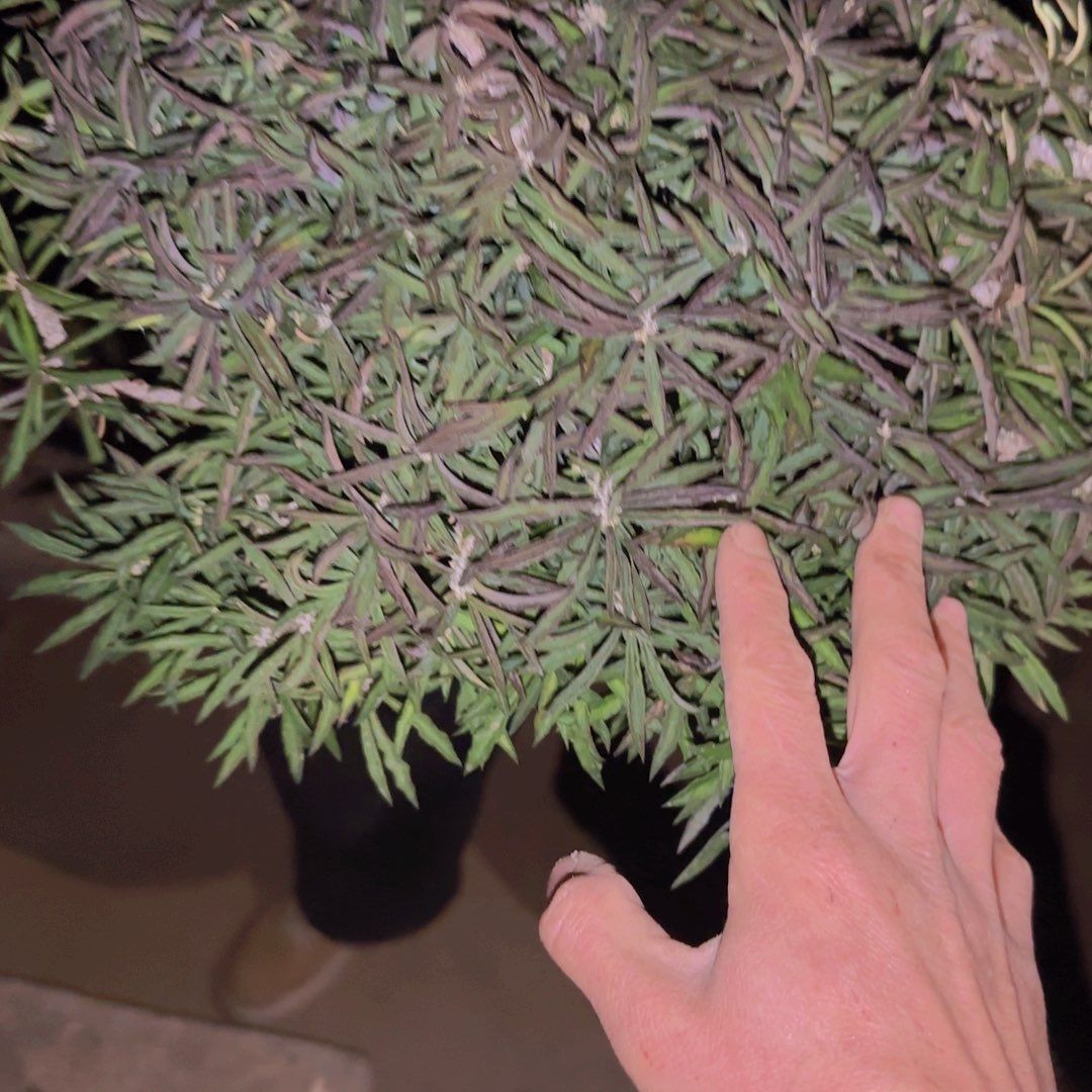 C***.块根植物块根植物