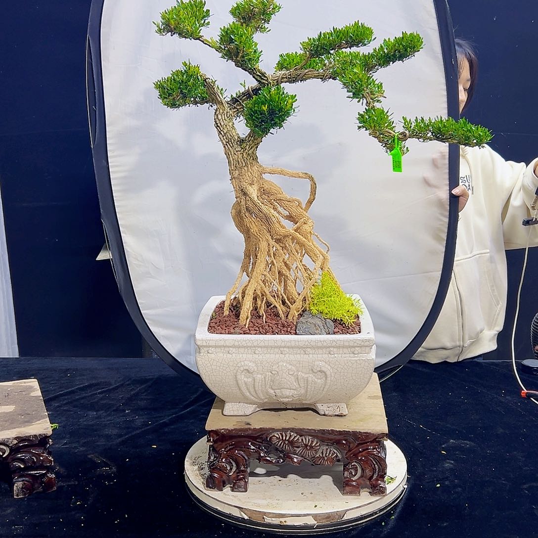 高端黄杨盆景艺术
