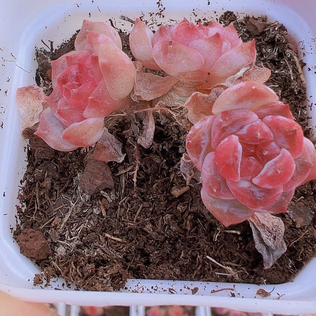 糖心老桩群19包邮多肉植物