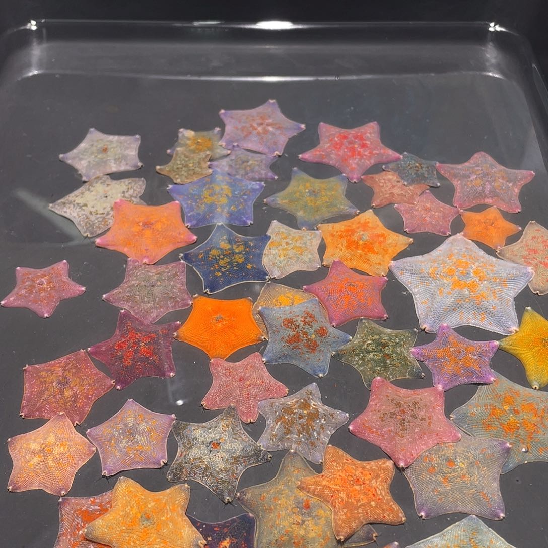 海水鱼海星粮海燕海星