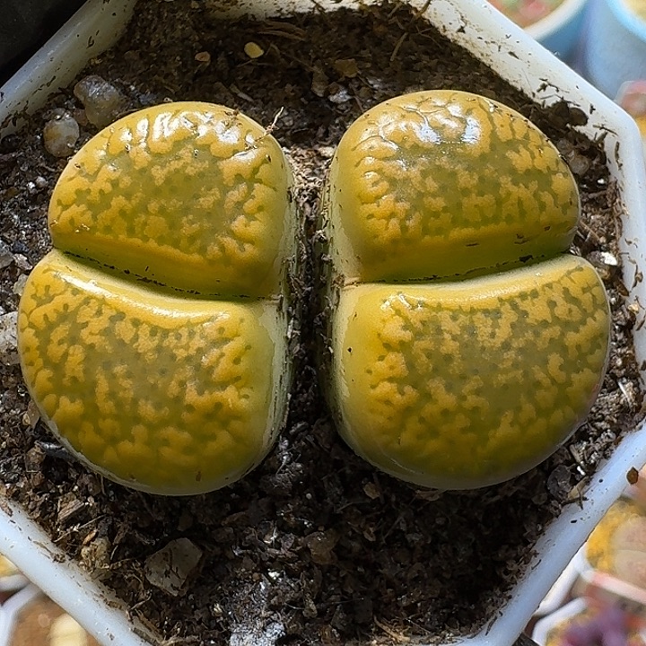 生石花1111122。  227