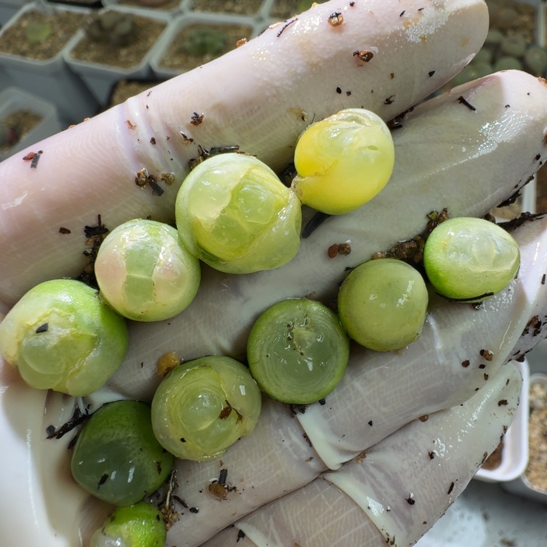 11-29-115特价紫皮