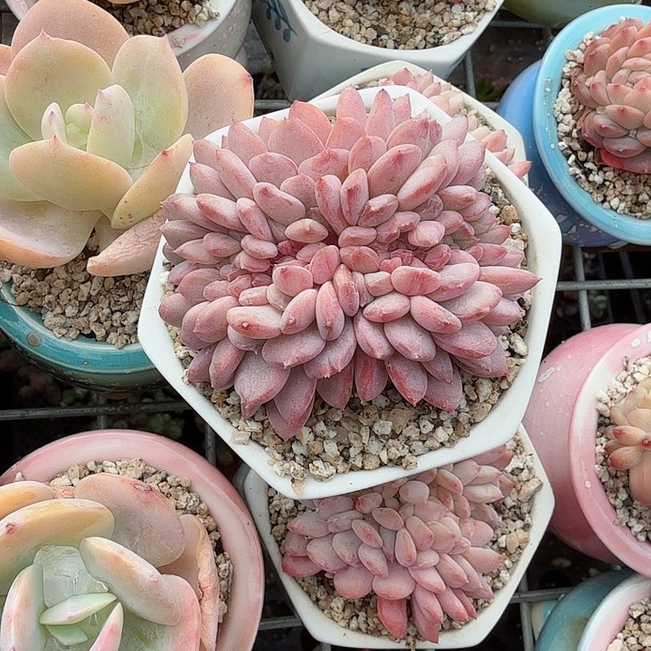 糖心缀化带盆多肉植物