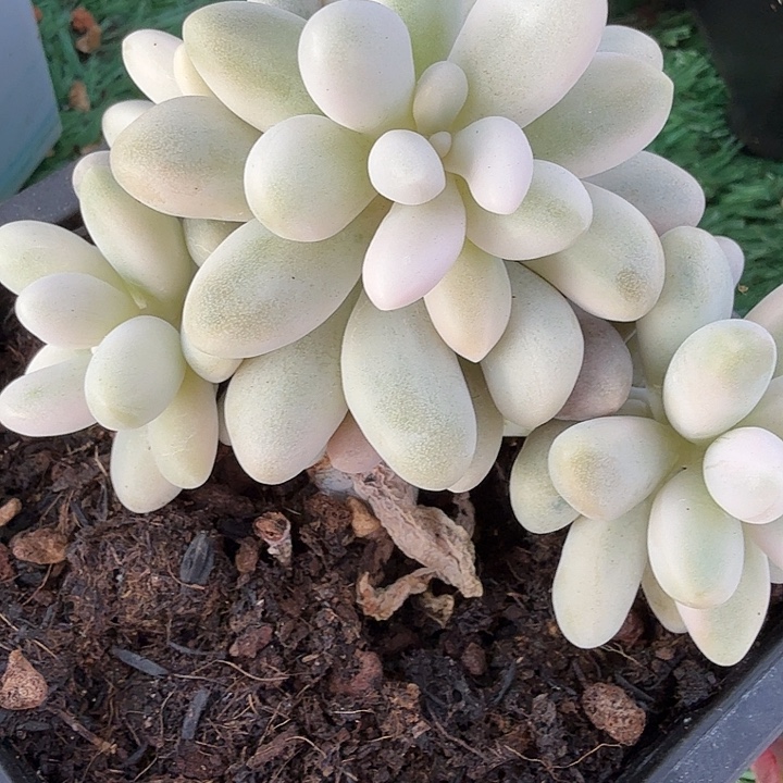 粉恋锦4头盖多肉锦