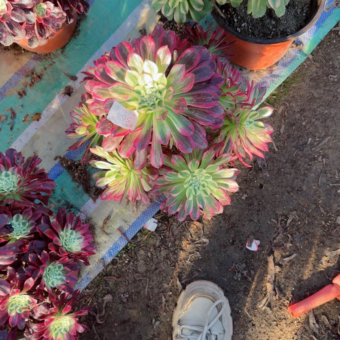 天合法师多肉564