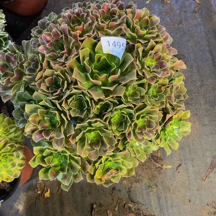 中班锦多肉断头不包1495