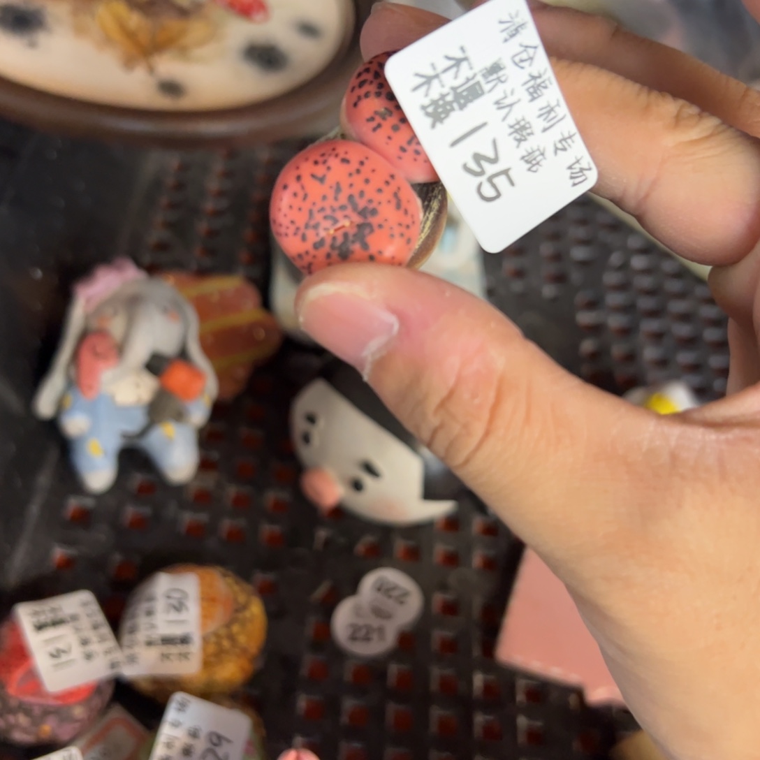 135福利美盆来咯来咯