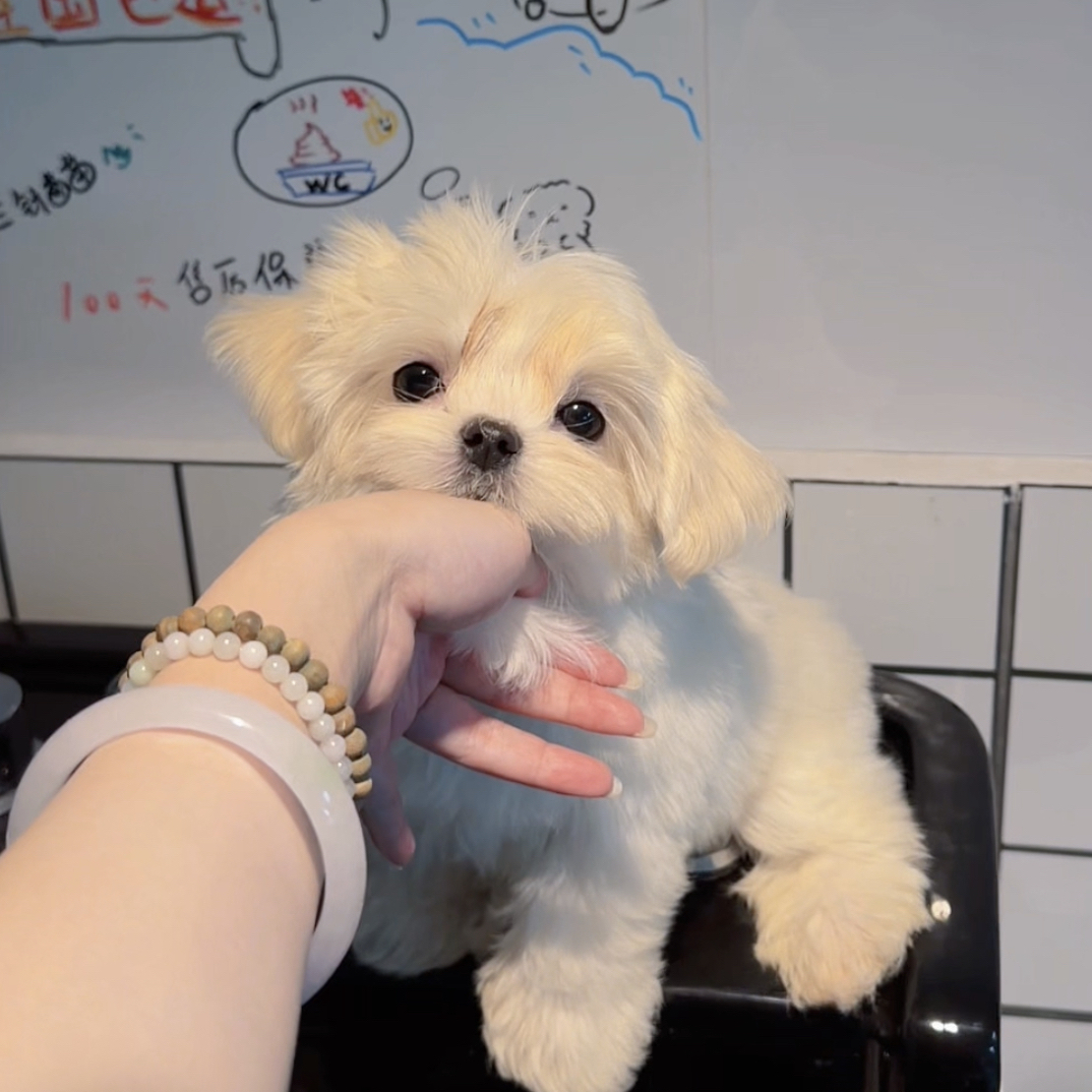 Andy 安迪 小体马尔济斯犬弟弟