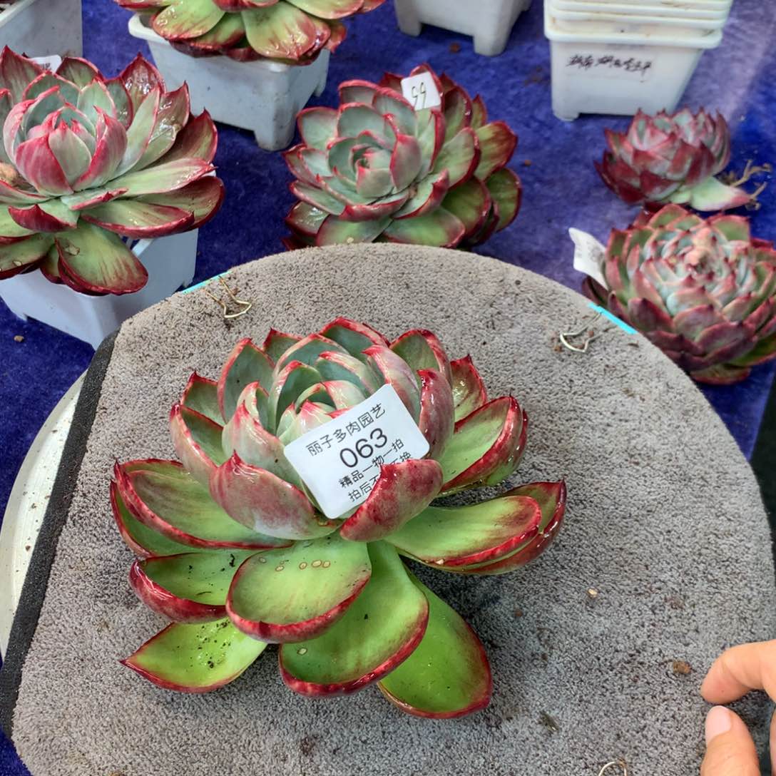 063号多肉植物惊鸿叶片有伤