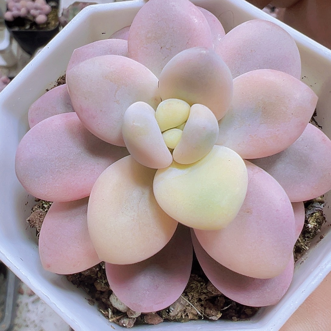 洛神锦19包邮也哦肉植物