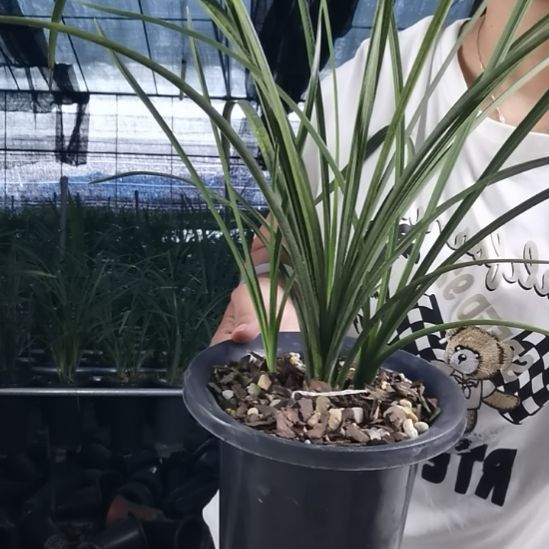 完全开放蕙兰温州素