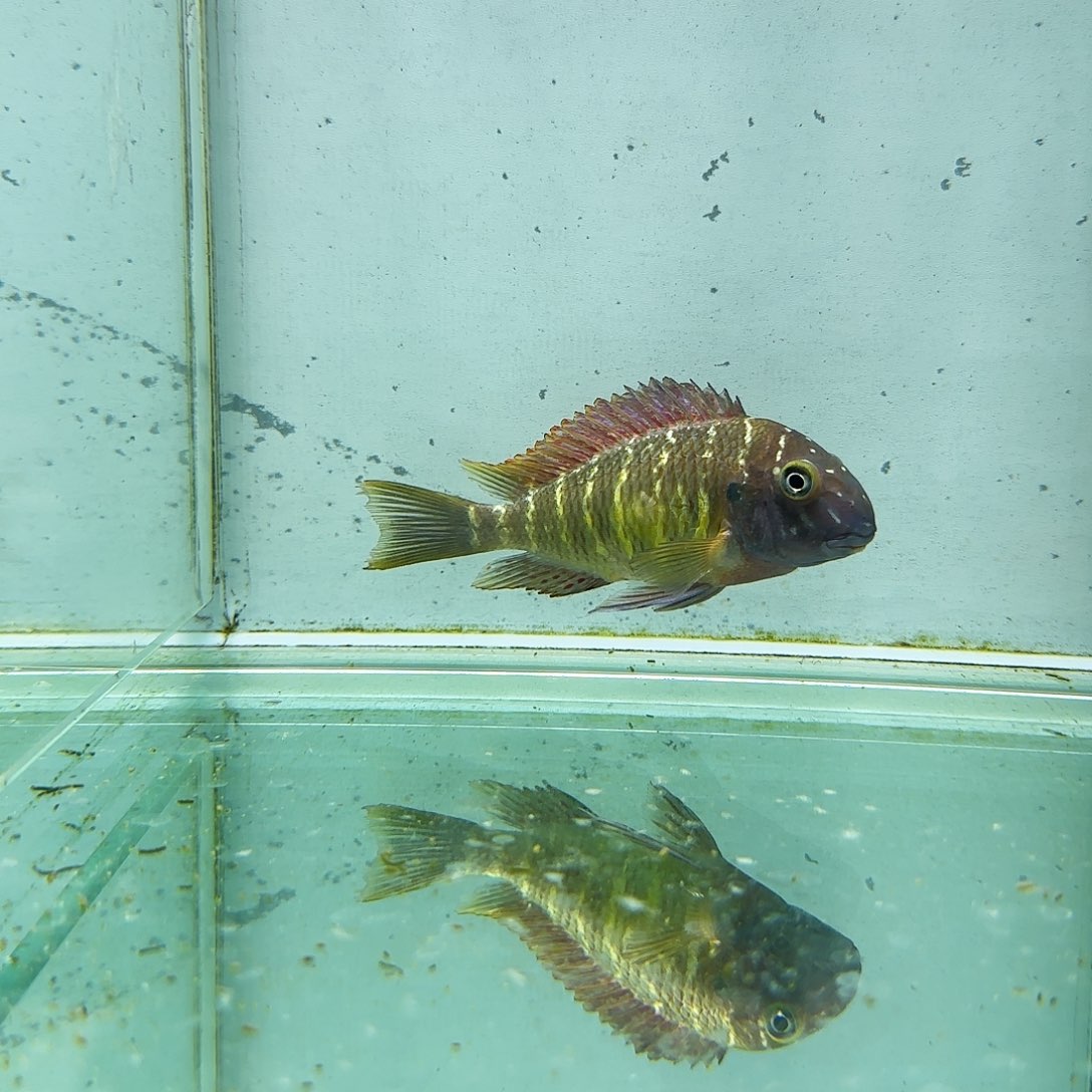 海水1004红彩虹。        