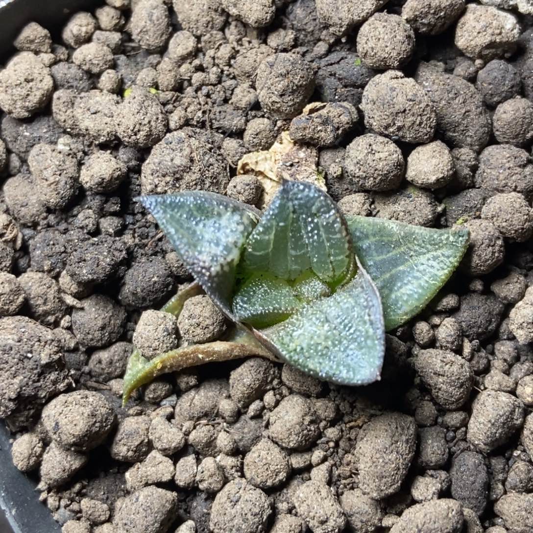 MK寿一物一拍的时候