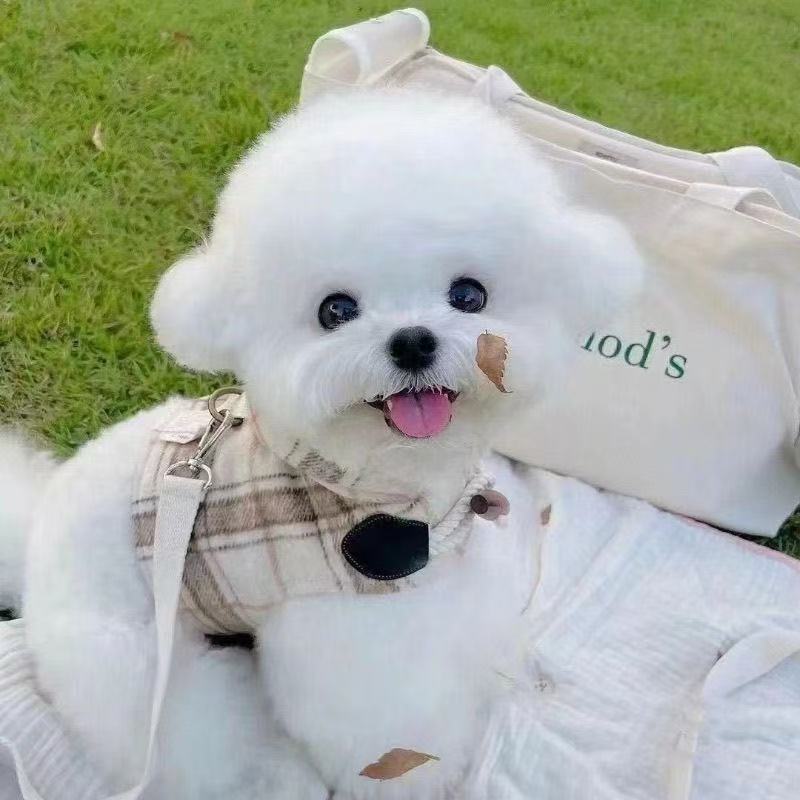 【阿梅】宠物狗比熊马尔泰迪熊幼犬小狗活体马尔济斯韩系比熊