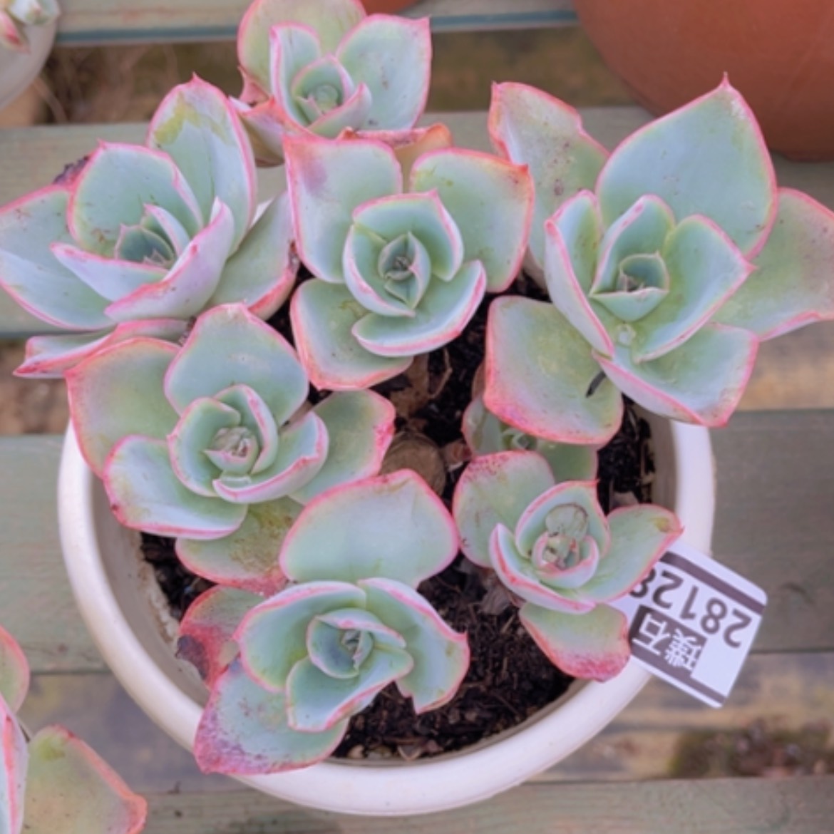 【闪购商品】达芬奇密码28128