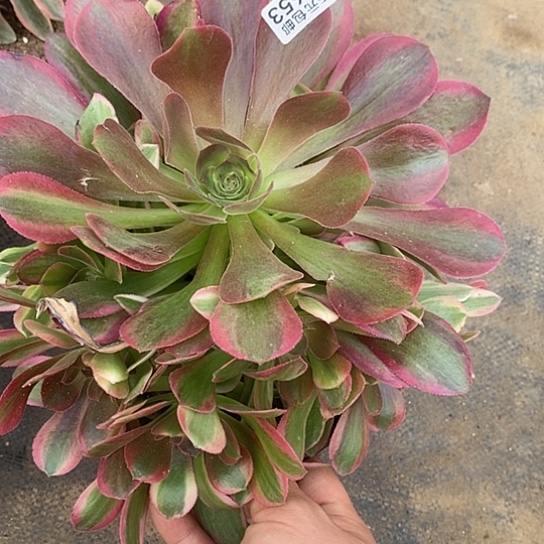 653香妃多肉清棚福利