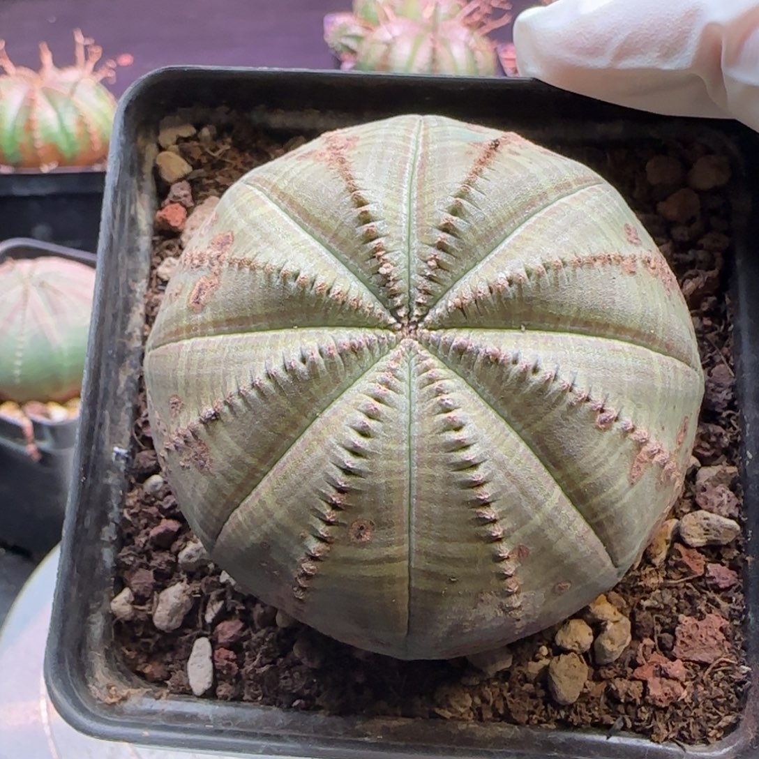 ****3欧系布纹球，实生园艺，带盆发货，49号