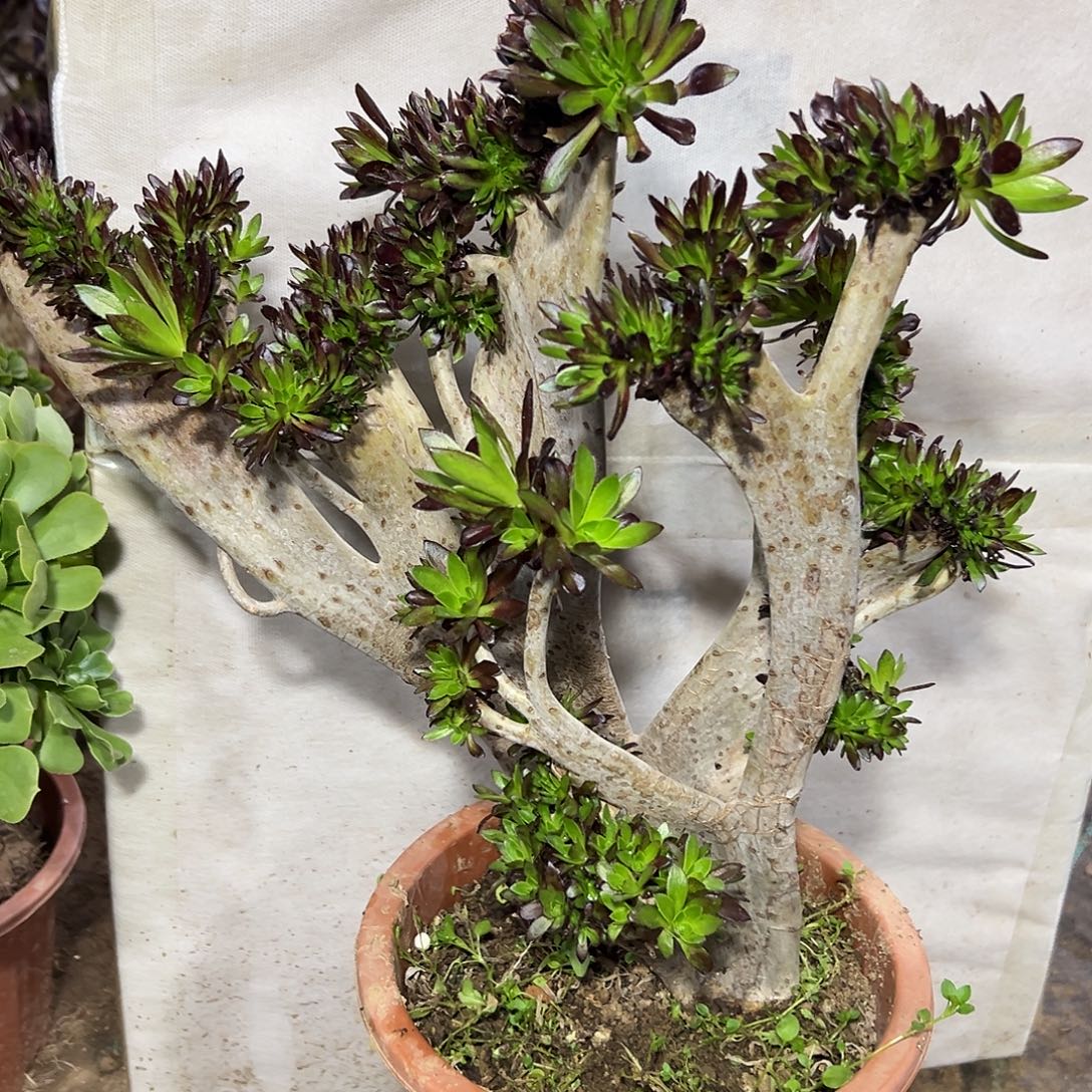 多351肉植物黑法师缀花