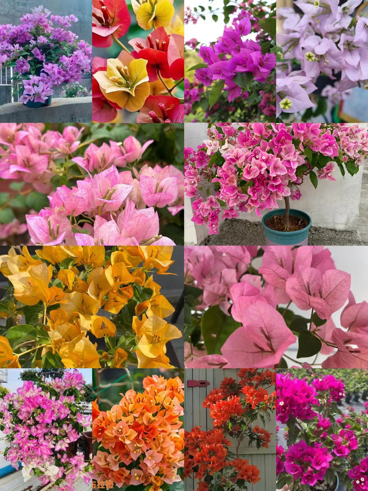 【23三角梅】阳台庭院好养护观赏性花卉盆栽