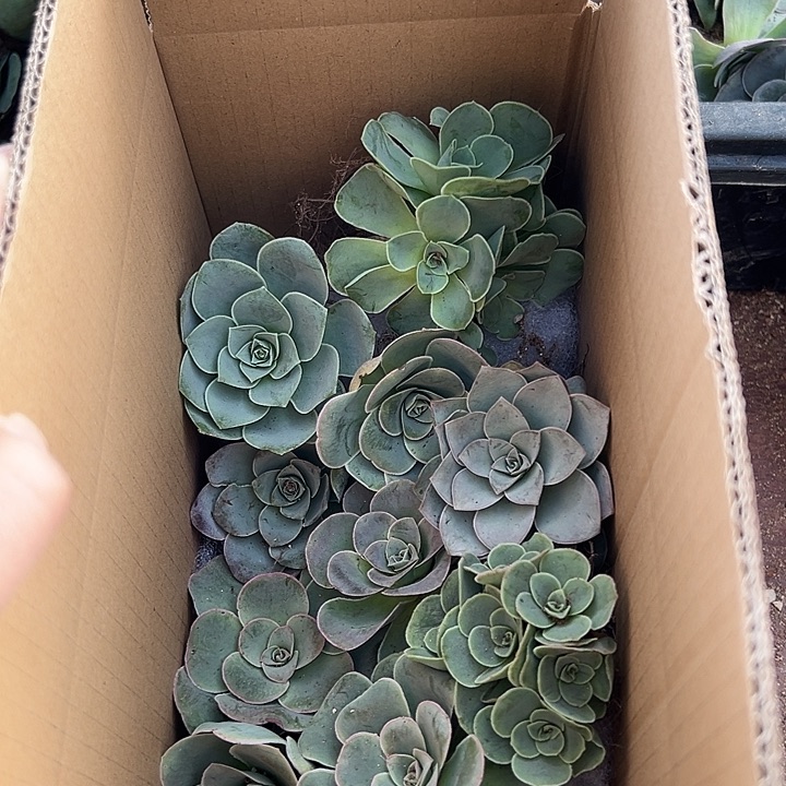 蓝***花杨609   10颗不同品种组合