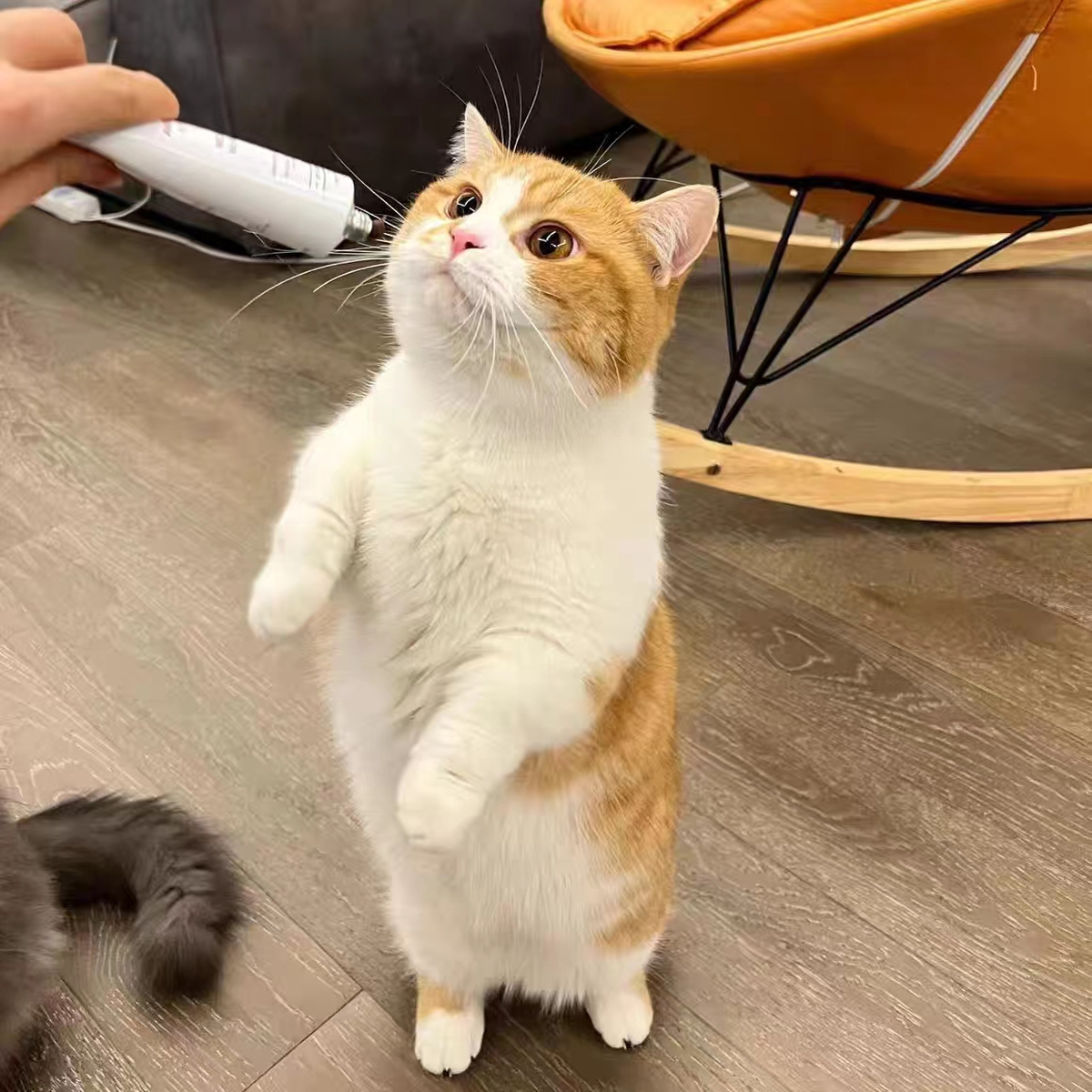 【LAZYVISION】莎莎 针织衫 ZMD-26335@