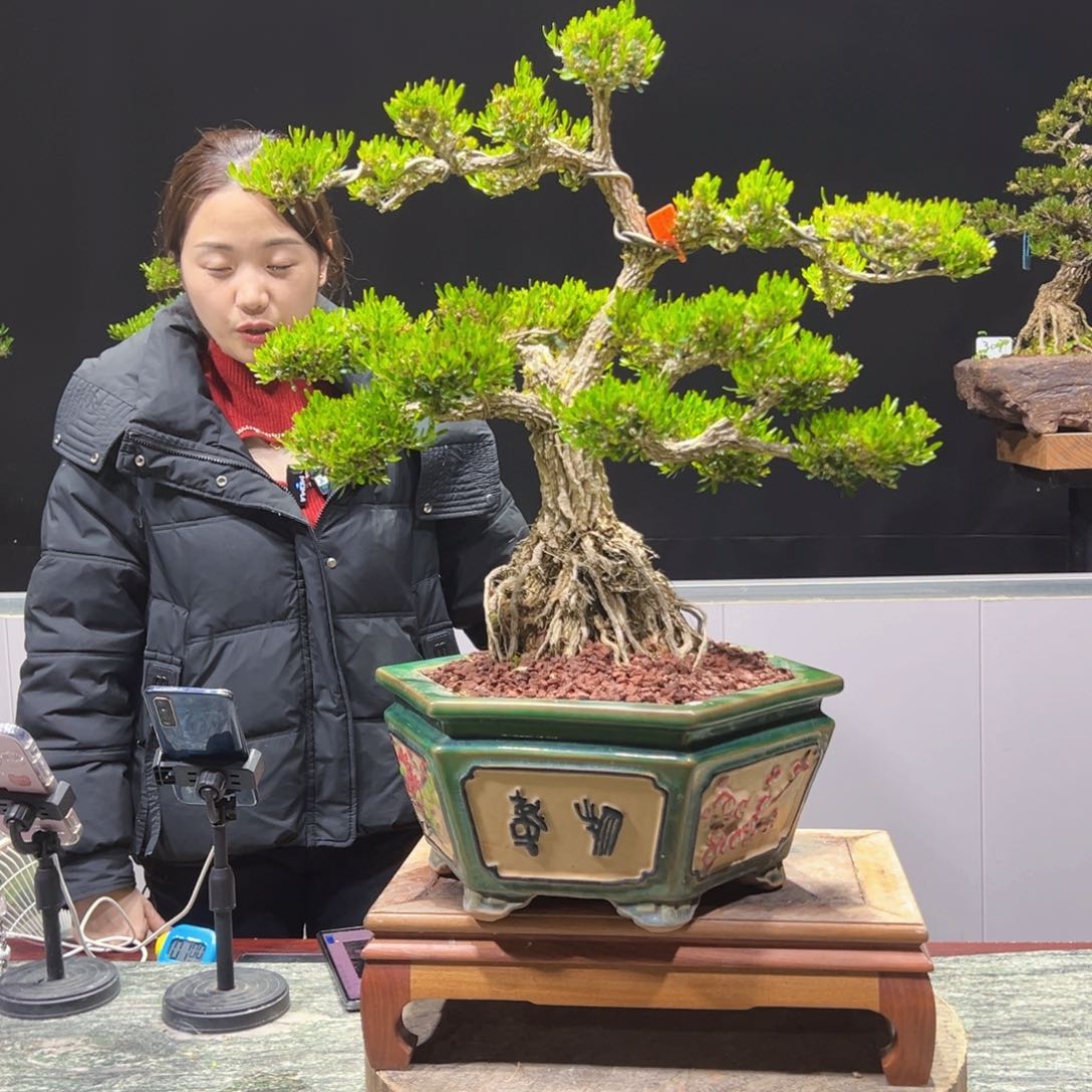 四季常青老桩黄杨盆景