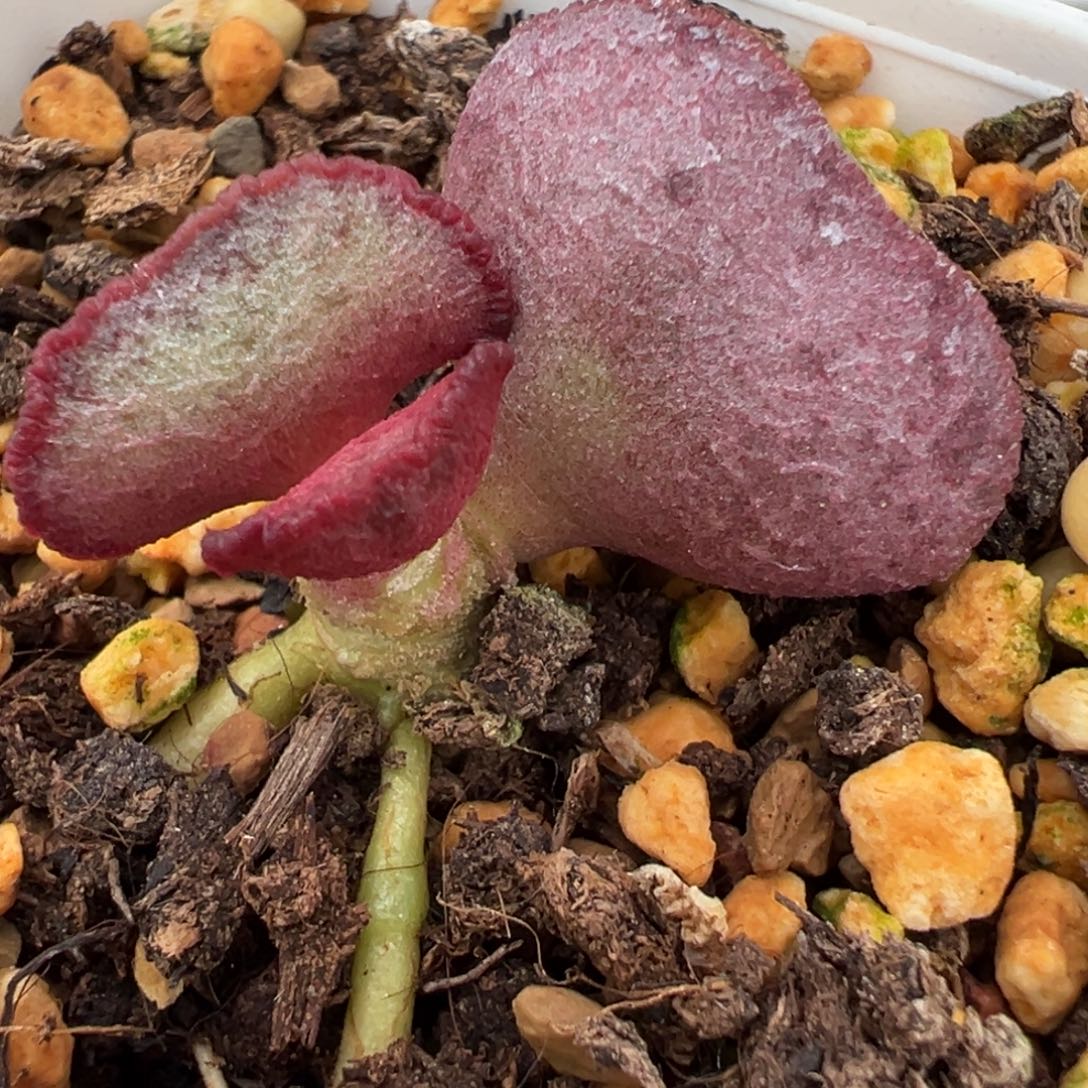 实生新品腰子型水波纹