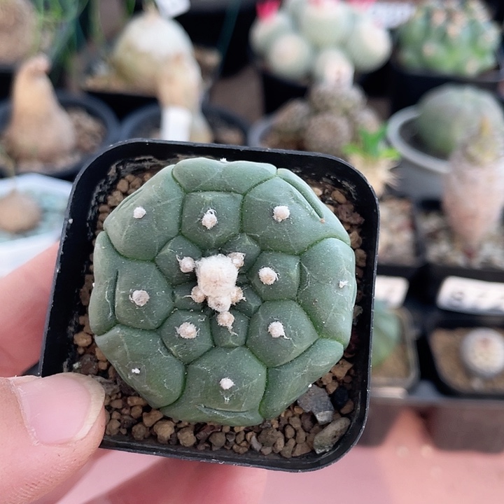 897龟甲琉璃兜仙人球