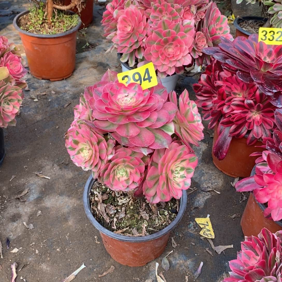 青城多肉法师394杆子有疤