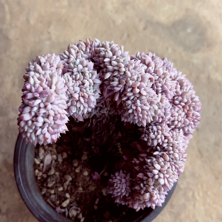 小蓝衣锦缀化二号一棵