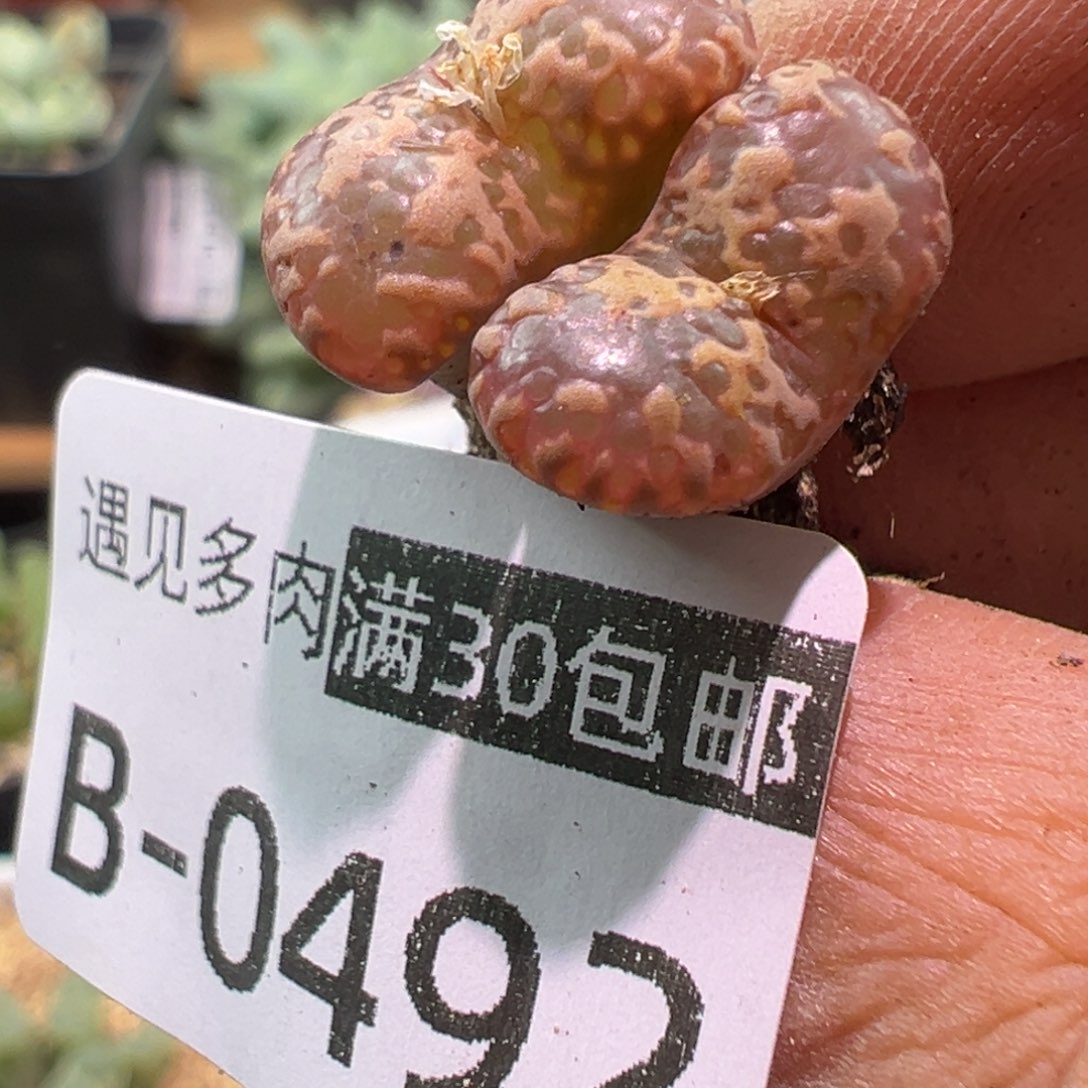 多肉植物111111111111