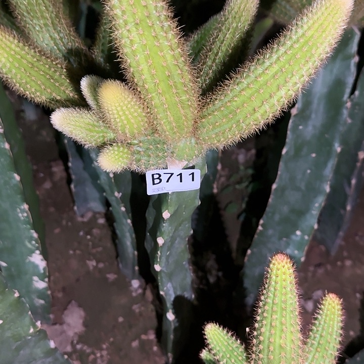 猫*巴嫁接双色金妞711