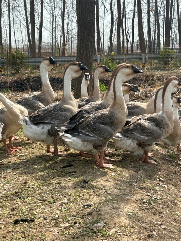 天歌狮头鹅 特大种狮头鹅11-12斤顺丰包邮