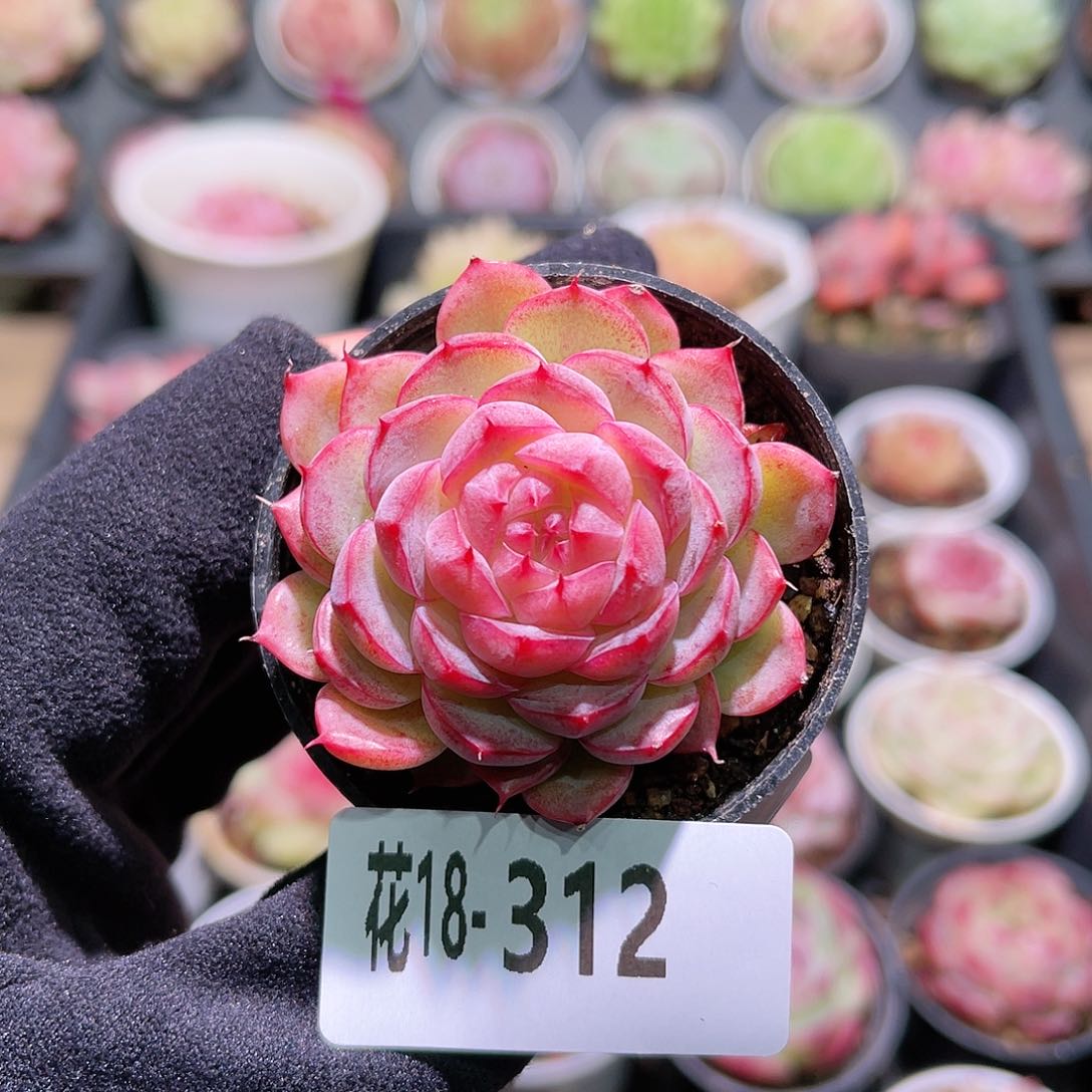 花利美18-312新品