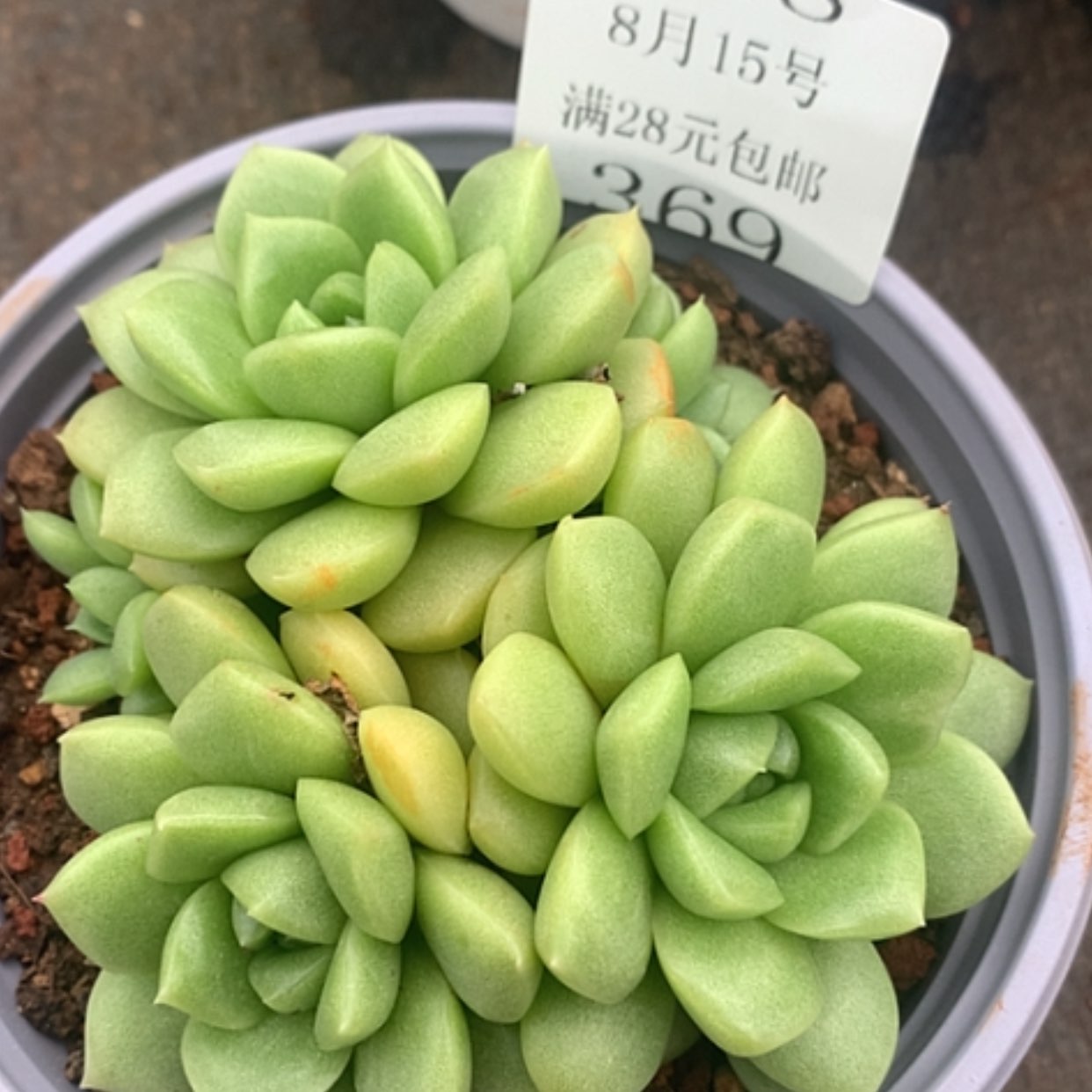 【闪购商品】云368号宝拉珍妮群