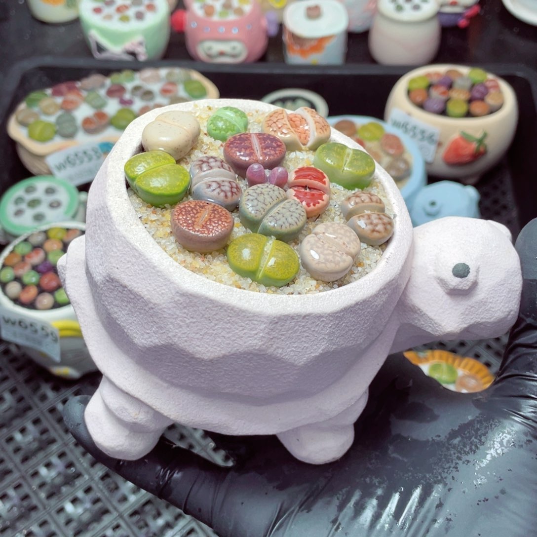 w6561--带盆土发货，零下地区拍保温箱