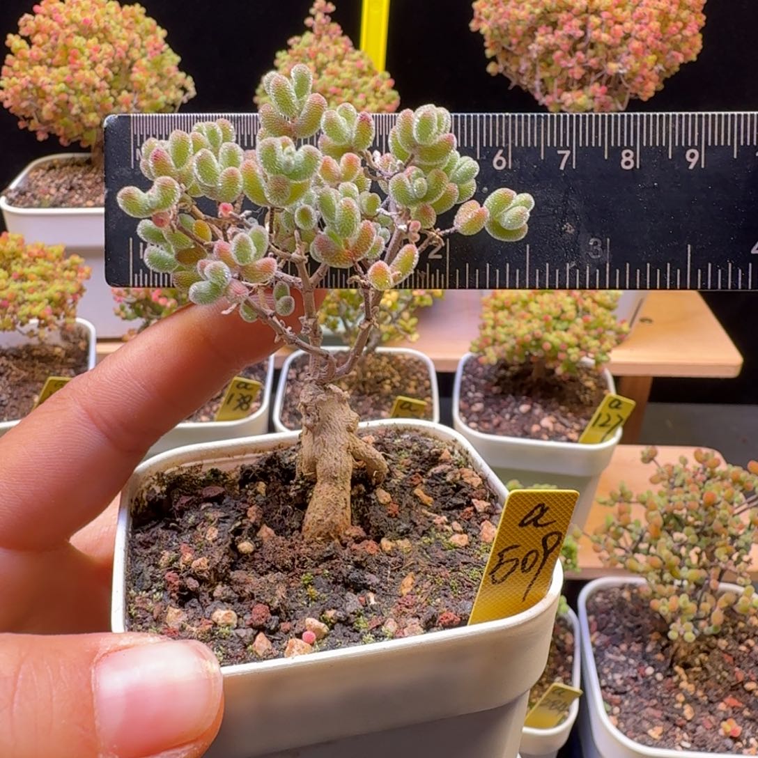 a509号嫁接冰晶冠服6厘米左右