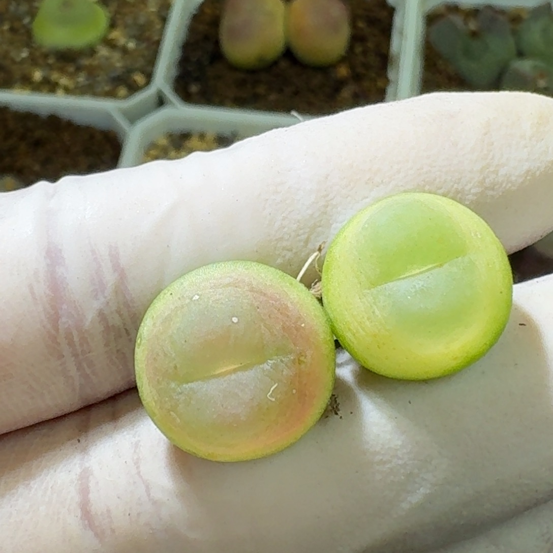 12-25-105特价拉登