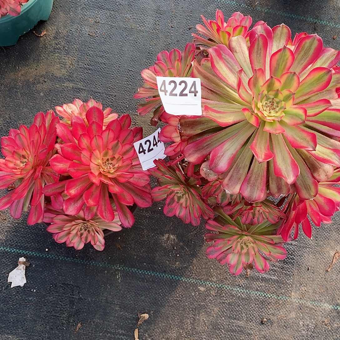 红陶太***了4224维纳斯，4244粉体美姬丛林小颗