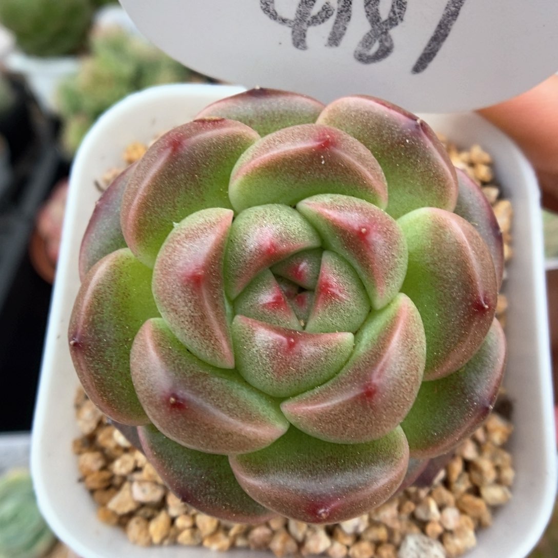 暮云新品可拍4187号。