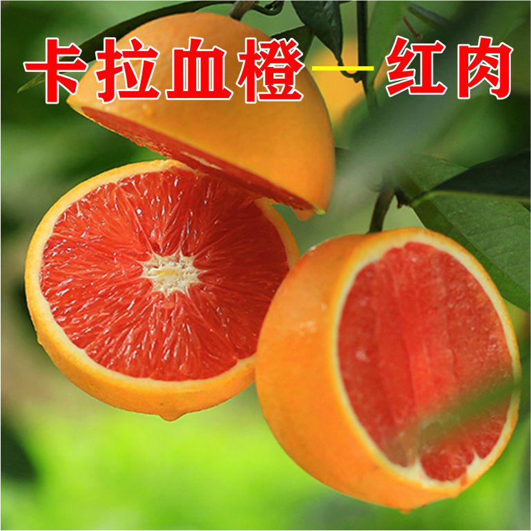 卡拉血橙一年裸根苗