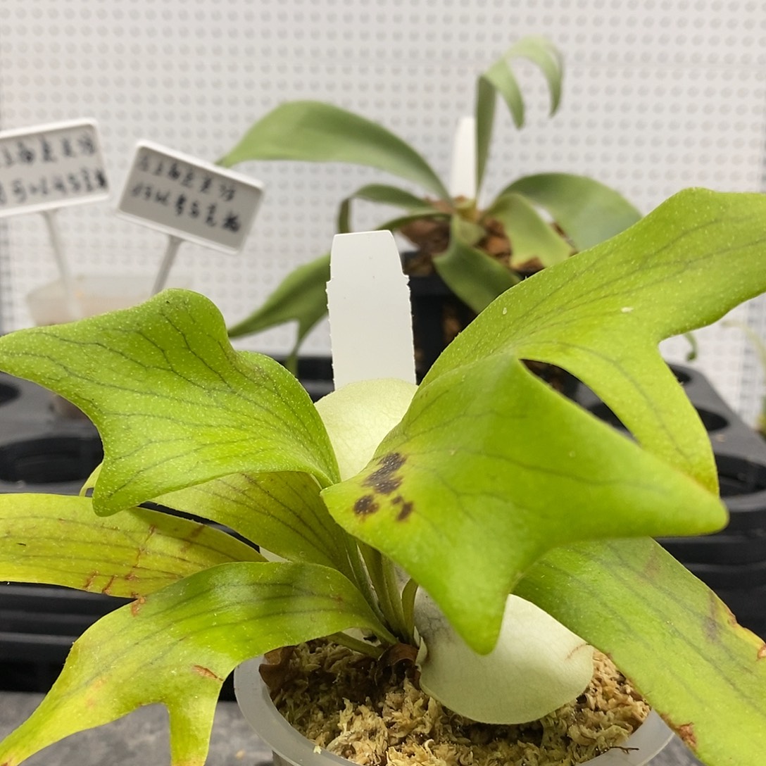 无花朵毛毛雨鹿角蕨