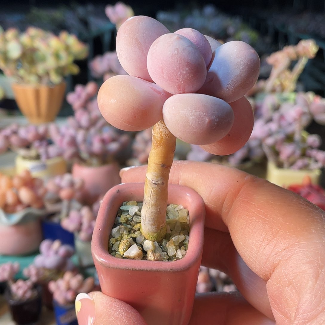 ?**s多肉植物的生长发育与生长发育