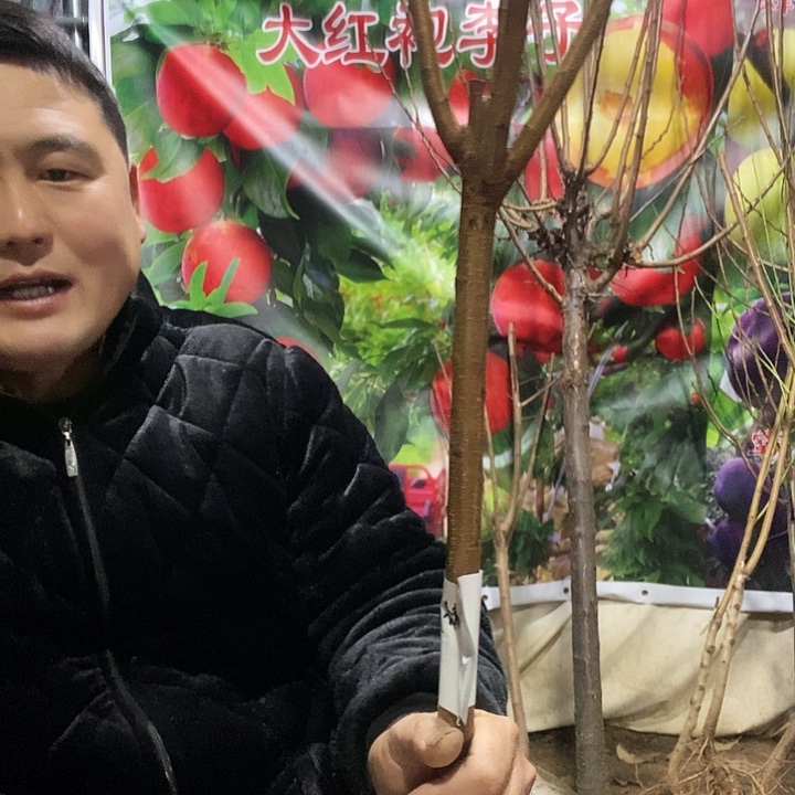 李子树苗一棵树19
