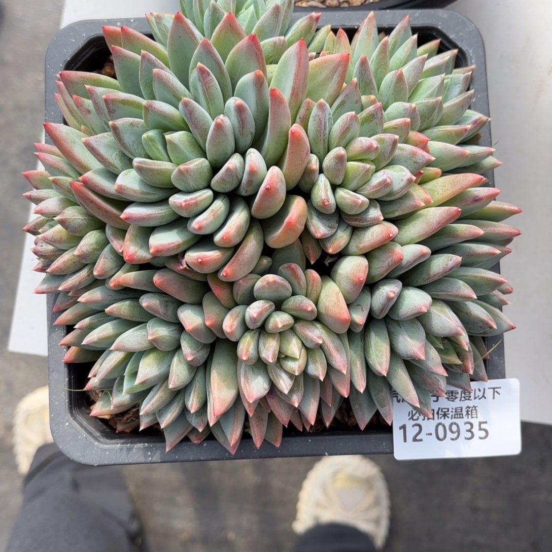 0935红蛋美人多肉植物