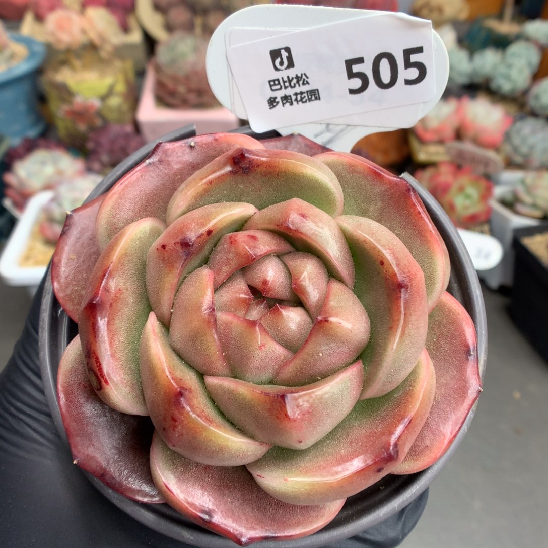 505 皮埃拉珍妮多肉