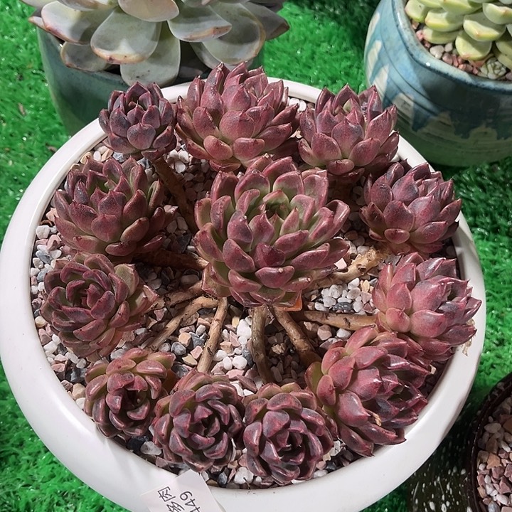 鑫伟多肉黑水晶2449