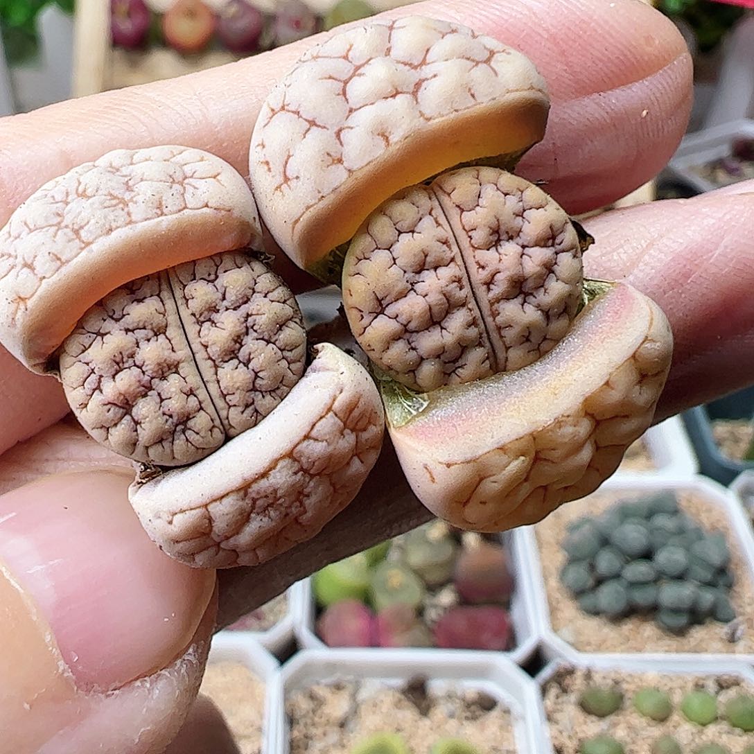 荒玉一手包邮……………………………
