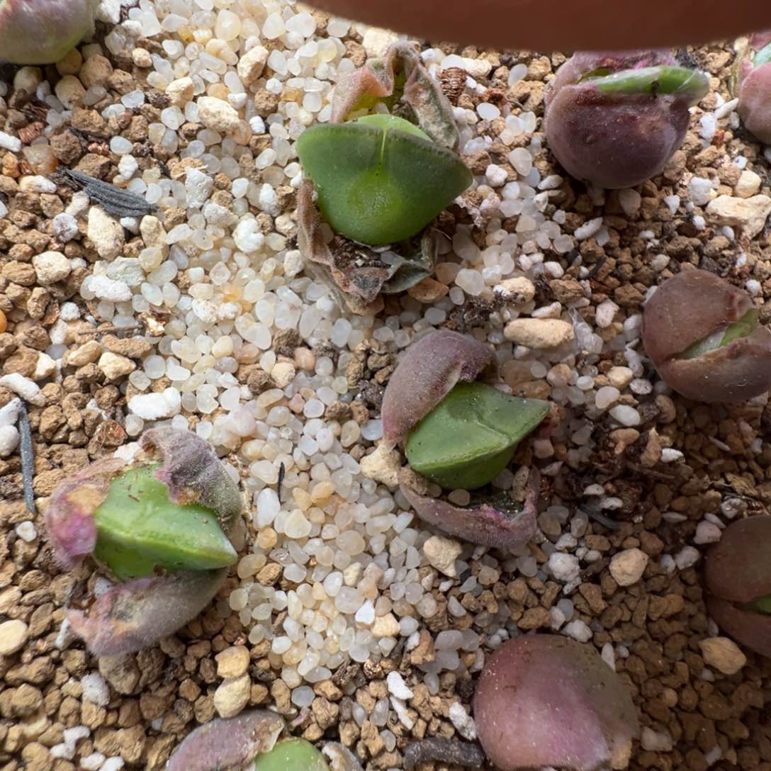 234青蛙优选大眼空蝉一颗多肉植物