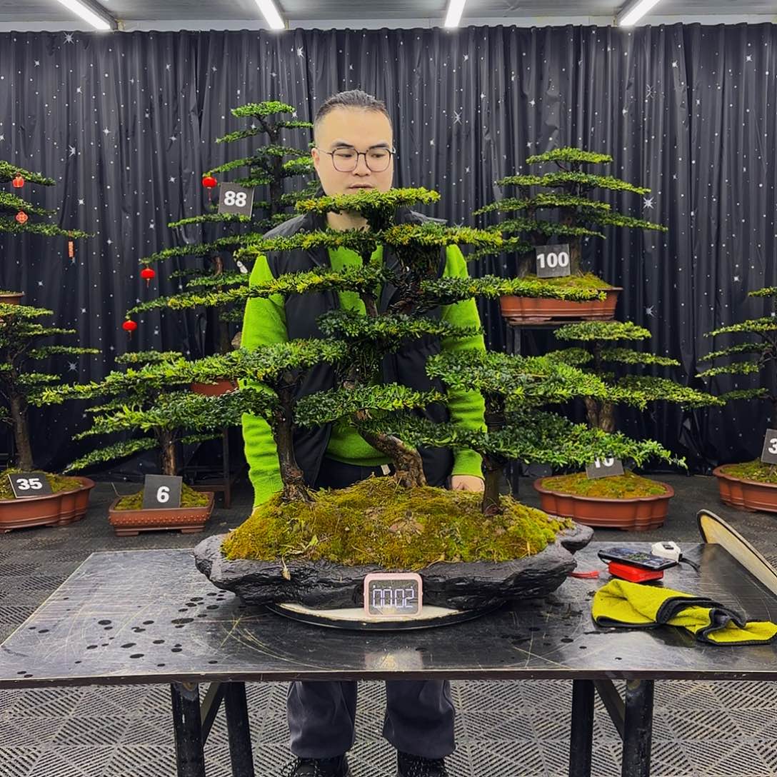 红芽罗汉松造型盆景